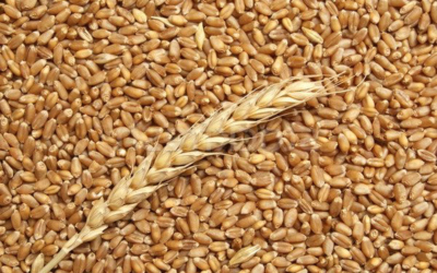 رغم ارتفاعها عالمياً…الحكومة تخفض أسعار الطحين والقمح