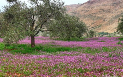 طقس لطيف الثلاثاء مع بدء سلسلة ارتفاعات على درجات الحرارة