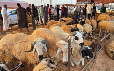حتى الـ26 من الشهر الجاري.. أمانة عمان تمدد فترة استقبال طلبات بيع وذبح الأضاحي