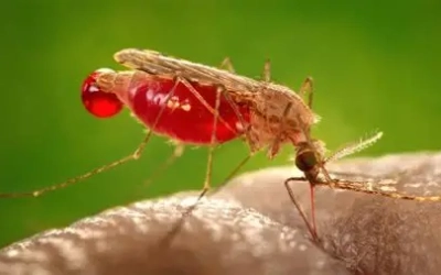علماء يقتربون من سبب انجذاب البعوض لبعض الأشخاص أكثر من غيرهم