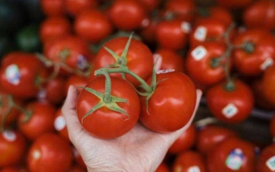 البندورة تسجل أسعاراً منخفضة اليوم في السوق المركزي