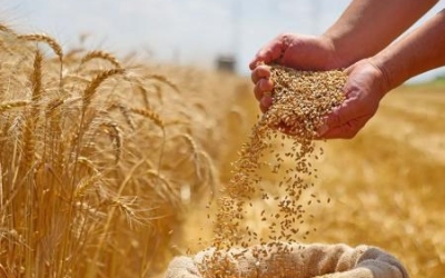 مادبا تشهد موسماً زراعياً وفيراً بعد أمطار غير مسبوقة