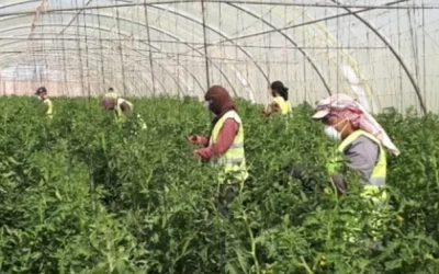 موجة الحر تُخيم على المفرق.. “الزراعة” تُحذر المزارعين وتُصدر إرشادات لحماية المحاصيل