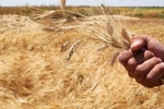 شروط الاشتراك في عطاء شراء الشعير الذي طرحته وزارة الصناعة