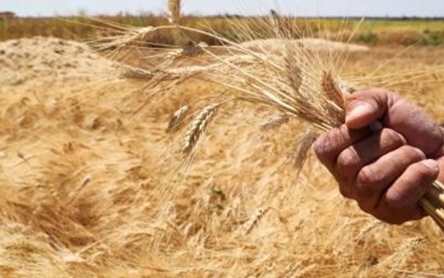 تسلّم 110 آلاف طن قمح وشعير محلياً بإنتاج هو الأعلى منذ 15 عاماً