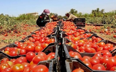 ارتفاع طفيف بسعر البندورة في سوق الجملة بعمان