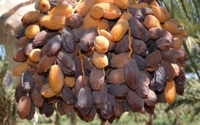 وزير الزراعة يؤكد أهمية فتح أسواق جديدة أمام التمور الأردنية