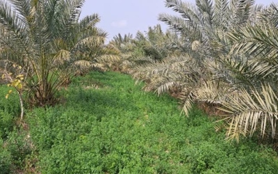 خبراء: الزراعات البينية بين الأشجار ترفع كفاءة الأراضي وتنوع مصادر الدخل