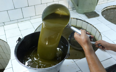 اتحاد المزارعين يتوقع وفرة في زيت الزيتون هذا العام