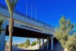 حي الزراعة في معان تحت رحمة الكلاب الضالة.. أين الجهات المعنية؟