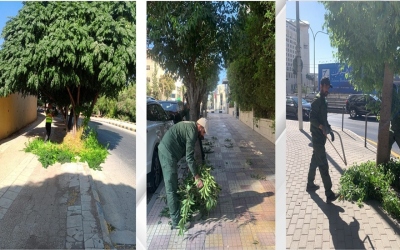 أمانة عمّان تواصل إزالة الأشجار المخالفة عن الأرصفة