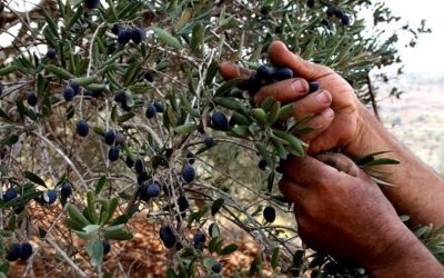 عجلون تتوقع إنتاج 43 ألف طن من الزيتون هذا الموسم