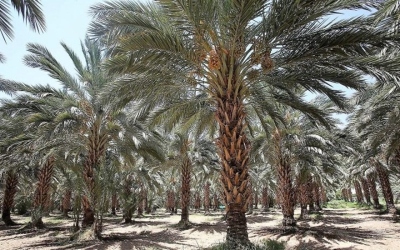 اليوم العربي للنخيل … التمور الأردنية علامة فارقة